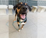 PRESLEY - Male Black and Tan Coonhound-Unknown Mix Dog for Adoption - Small photo