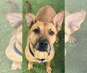 Mutt Dogs for adoption in Tampa, FL, USA