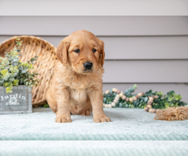 Medium Photo #3 Golden Retriever Puppy For Sale in WOLCOTTVILLE, IN, USA
