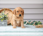 Small #2 Golden Retriever