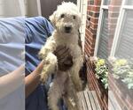 Small Poodle (Miniature)