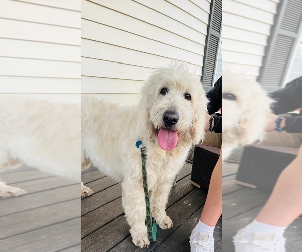 Medium Photo #3 Goldendoodle Puppy For Sale in TIMBERLAKE, NC, USA