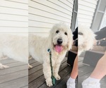 Small #2 Goldendoodle