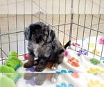Willow - Female Cavapoo (Miniature)-Poodle (Toy) Mix Puppy for Sale - Photo #9