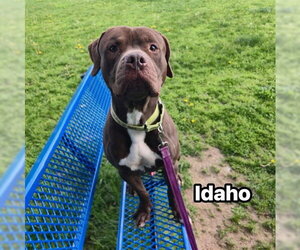 IDAHO - Male American Staffordshire Terrier-Unknown Mix Dog for Adoption - Photo #2