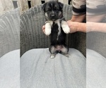 Small Photo #4 German Shepherd Dog-Siberian Husky Mix Puppy For Sale in HOUSTON, TX, USA