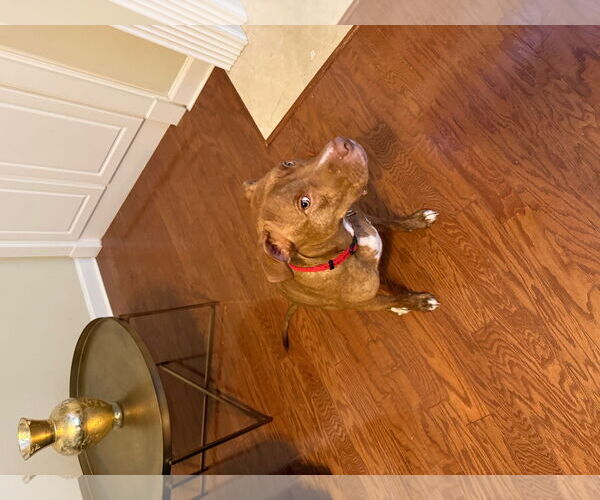 Medium Photo #4 American Staffordshire Terrier-Unknown Mix Puppy For Sale in Atlanta, GA, USA