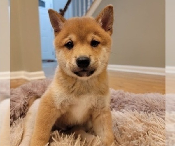 Medium Photo #7 Shiba Inu Puppy For Sale in CARPENTERSVILLE, IL, USA