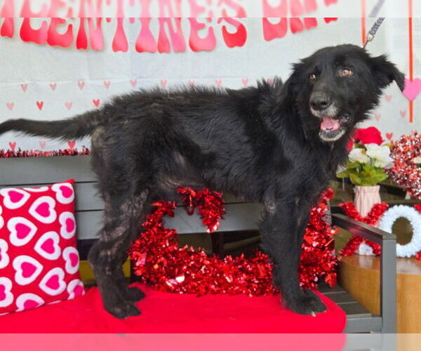 Medium Photo #2 German Shepherd Dog-Unknown Mix Puppy For Sale in Ocala, FL, USA