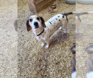 Low Rider - Male Bagle Hound Dog for Adoption - Photo #3
