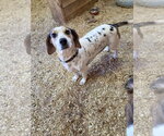 Small Photo #3 Bagle Hound Puppy For Sale in Magnolia Springs, AL, USA