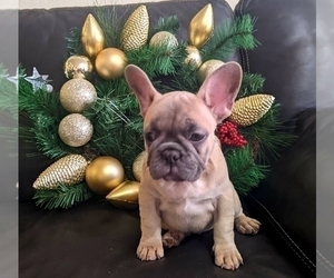 French Bulldog Puppy for sale in TAMPA, FL, USA
