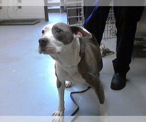 Mutt Dogs for adoption in Fayetteville, NC, USA