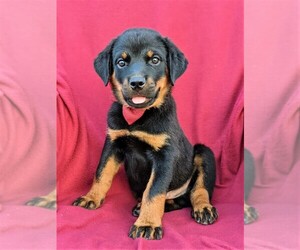 Rottweiler Puppy for sale in KIRKWOOD, PA, USA