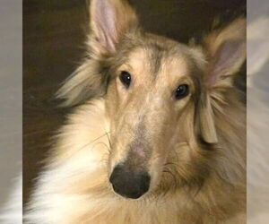 Collie Dogs for adoption in Dublin, OH, USA