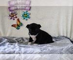 Puppy Tyler Boston Terrier-Miniature Australian Shepherd Mix