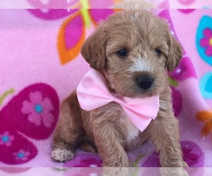 Miniature Labradoodle Puppy for sale in KIRKWOOD, PA, USA