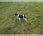 Small Photo #5 Rat Terrier Puppy For Sale in ELLENSBURG, WA, USA