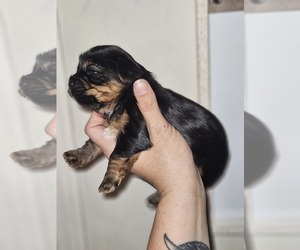 Yorkshire Terrier Puppy for Sale in ROGERSVILLE, Tennessee USA