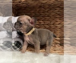Small #1 French Bulldog