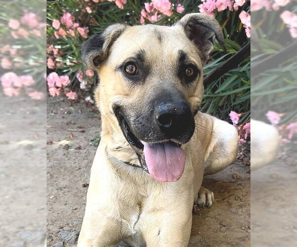 Medium Photo #3 Mutt Puppy For Sale in Sacramento, CA, USA
