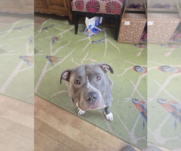 Medium Photo #3 American Pit Bull Terrier-Staffordshire Bull Terrier Mix Puppy For Sale in Princeton, MN, USA