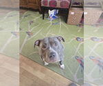 Small #2 American Pit Bull Terrier-Staffordshire Bull Terrier Mix