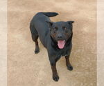Small #13 Labrador Retriever