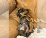 Small Photo #2 Dachshund Puppy For Sale in CHICAGO, IL, USA