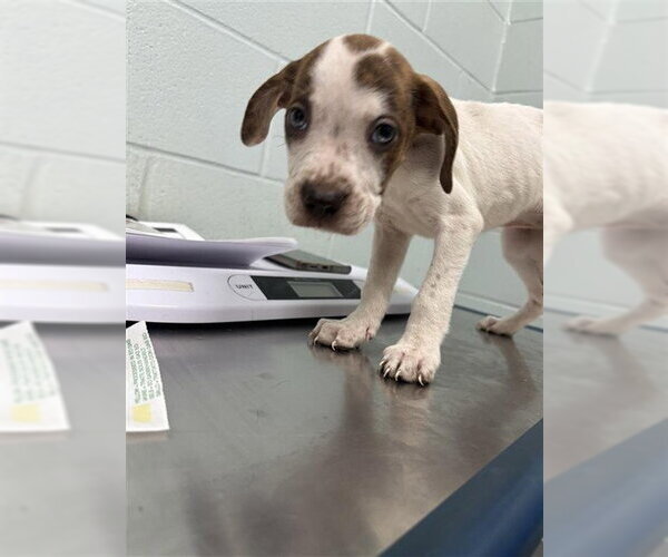Medium Photo #1 American Pit Bull Terrier-Unknown Mix Puppy For Sale in Corpus Christi, TX, USA