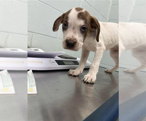 American Pit Bull Terrier-Unknown Mix Dogs for adoption in Corpus Christi, TX, USA