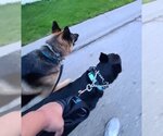 Small #20 German Shepherd Dog