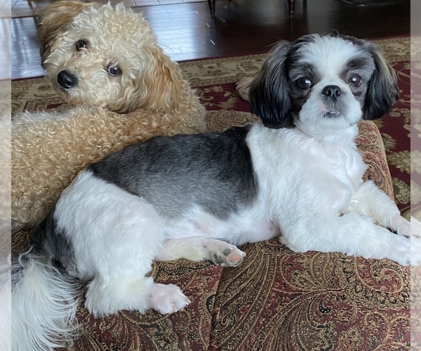 Medium Photo #5 Shih-Poo Puppy For Sale in ALMA, AR, USA