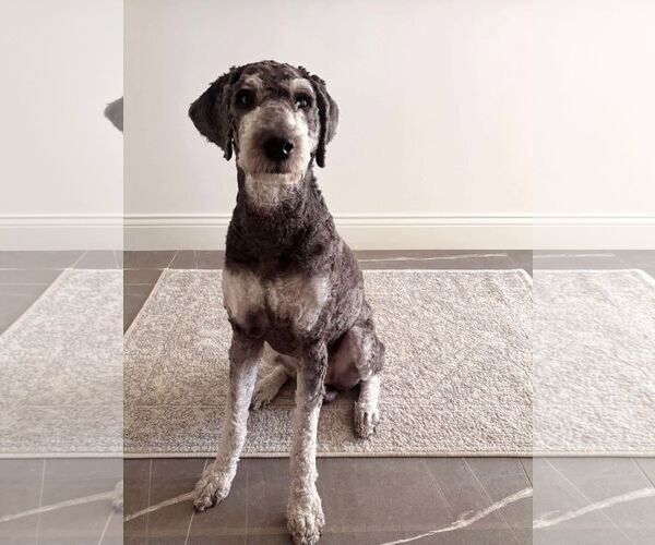 Medium Photo #2 Poodle (Standard)-Unknown Mix Puppy For Sale in Duluth, MN, USA