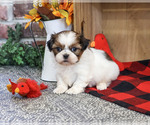 Junior - Male Shih Tzu Puppy for Sale - Photo #5