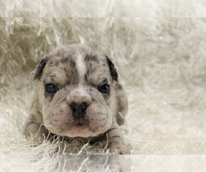 English Bulldog Puppy for sale in WESTON, CT, USA