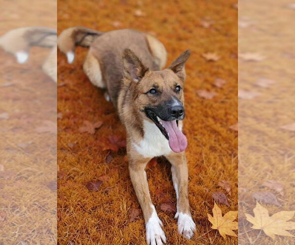 Medium Photo #6 Mutt Puppy For Sale in Talladega, AL, USA