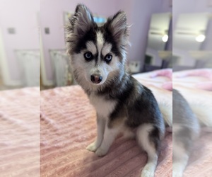 Pomsky Puppy for sale in WESTMINSTER, MA, USA