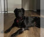 Small #2 Retriever -Spaniel Mix