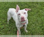 Small American Pit Bull Terrier Mix