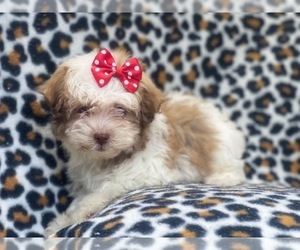 Poovanese Puppy for sale in LAKELAND, FL, USA