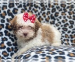 Small Photo #1 Poovanese Puppy For Sale in LAKELAND, FL, USA