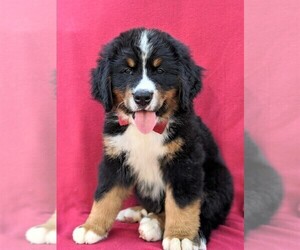Bernese Mountain Dog Puppy for sale in CHRISTIANA, PA, USA