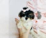 Small #20 Maltese