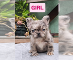 Small #11 French Bulldog