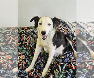 Border Collie Dogs for adoption in Agoura Hills, CA, USA
