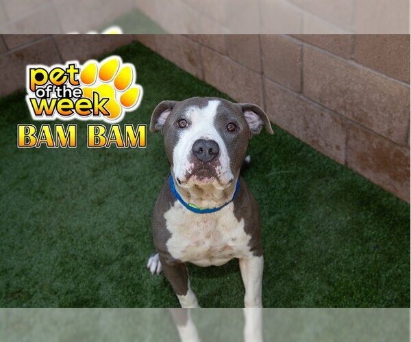 Medium Photo #3 Mutt Puppy For Sale in Moreno Valley, CA, USA