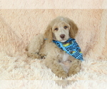 Small Photo #4 Poodle (Standard) Puppy For Sale in HOMELAND, CA, USA