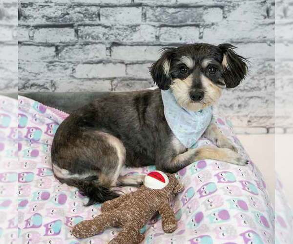 Medium Photo #5 Mutt Puppy For Sale in Kennesaw, GA, USA