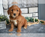 Puppy Bonnie Goldendoodle (Miniature)